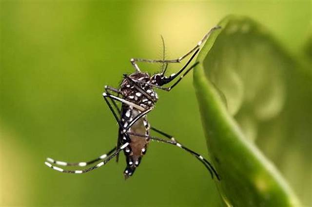 Công ty diệt côn trùng Sao Mai - Dịch vụ phun diệt muỗi tại Bắc Ninh. Phòng chống côn trùng gây bệnh hại hiệu quả